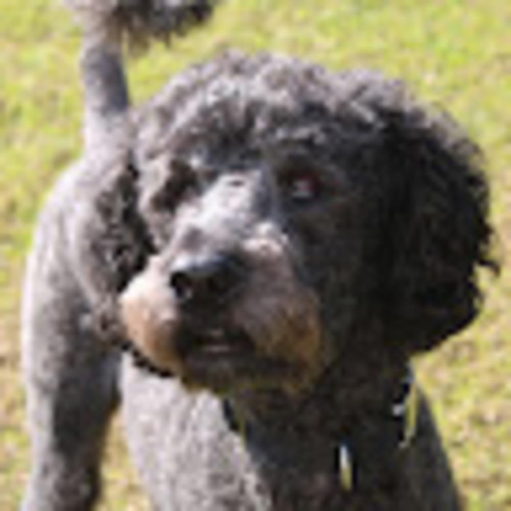 Meet your Posher, Grace